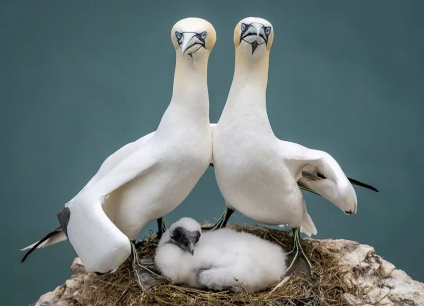 Los finalistas de los premios Comedy Wildlife Photo 2023: la cara más divertida de la vida salvaje