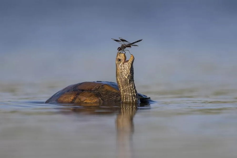 Los finalistas de los premios Comedy Wildlife Photo 2023: la cara más divertida de la vida salvaje