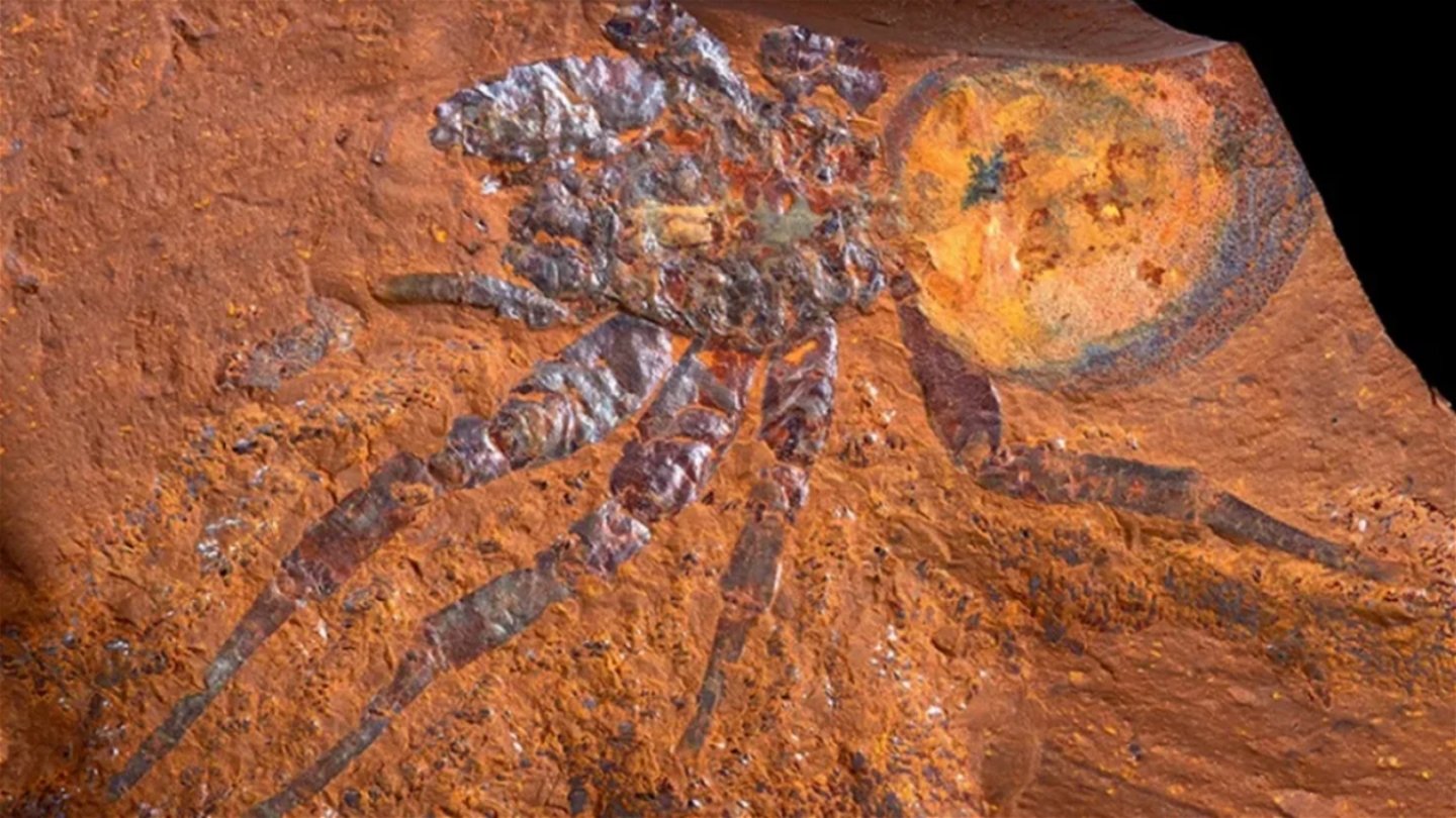 Una araña fosilizada en una superficie arcillosa