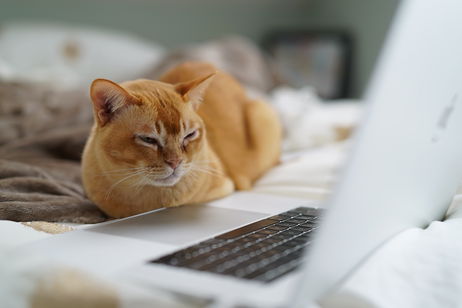 Por fin han descubierto la realidad de por qué tus gatos comen hierba