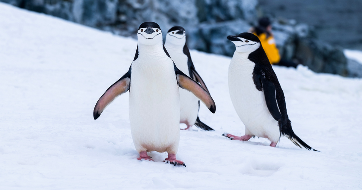 El mayor mito sobre los pingüinos ha quedado desterrado para siempre por un estudio científico