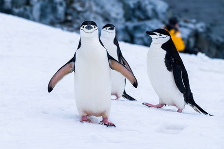 El mayor mito sobre los pingüinos ha quedado desterrado para siempre por un estudio científico