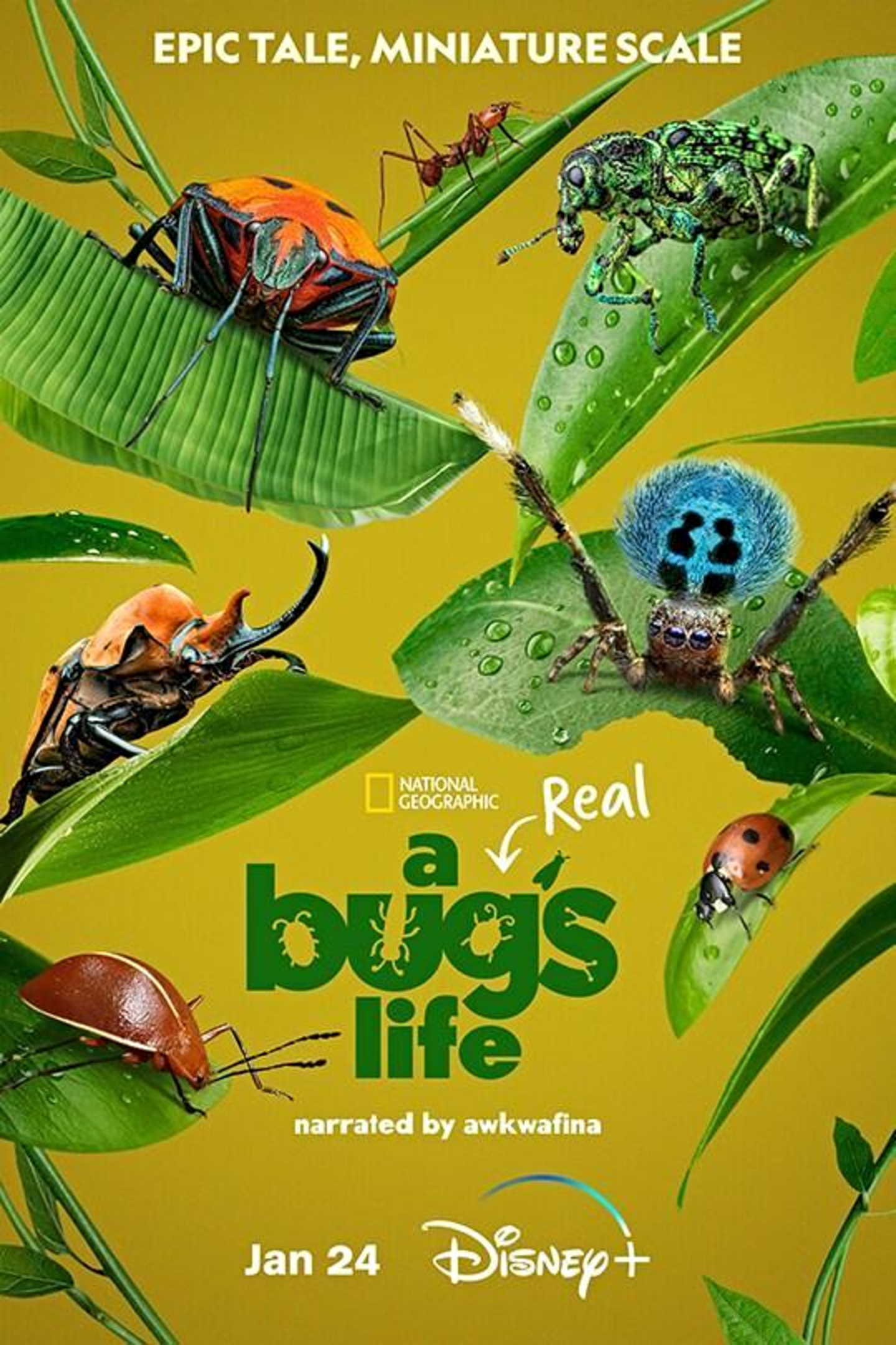 Cartel del documental A Real Bug's Life