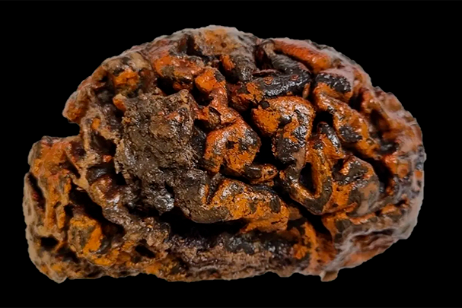 Encontraron cerebros conservados de hasta 12.000 años de antigüedad: ahora podrían tener la clave para entender mejor este órgano