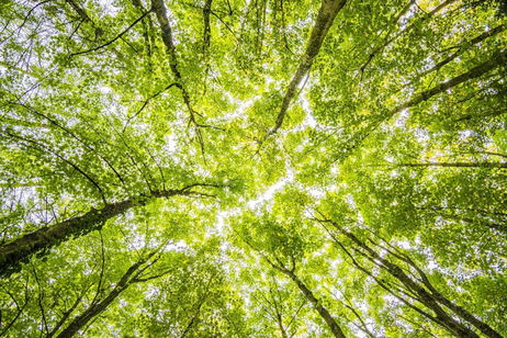 Los insectos están desapareciendo y los ecosistemas del mundo podrían colapsar por ello. El culpable es el cambio climático