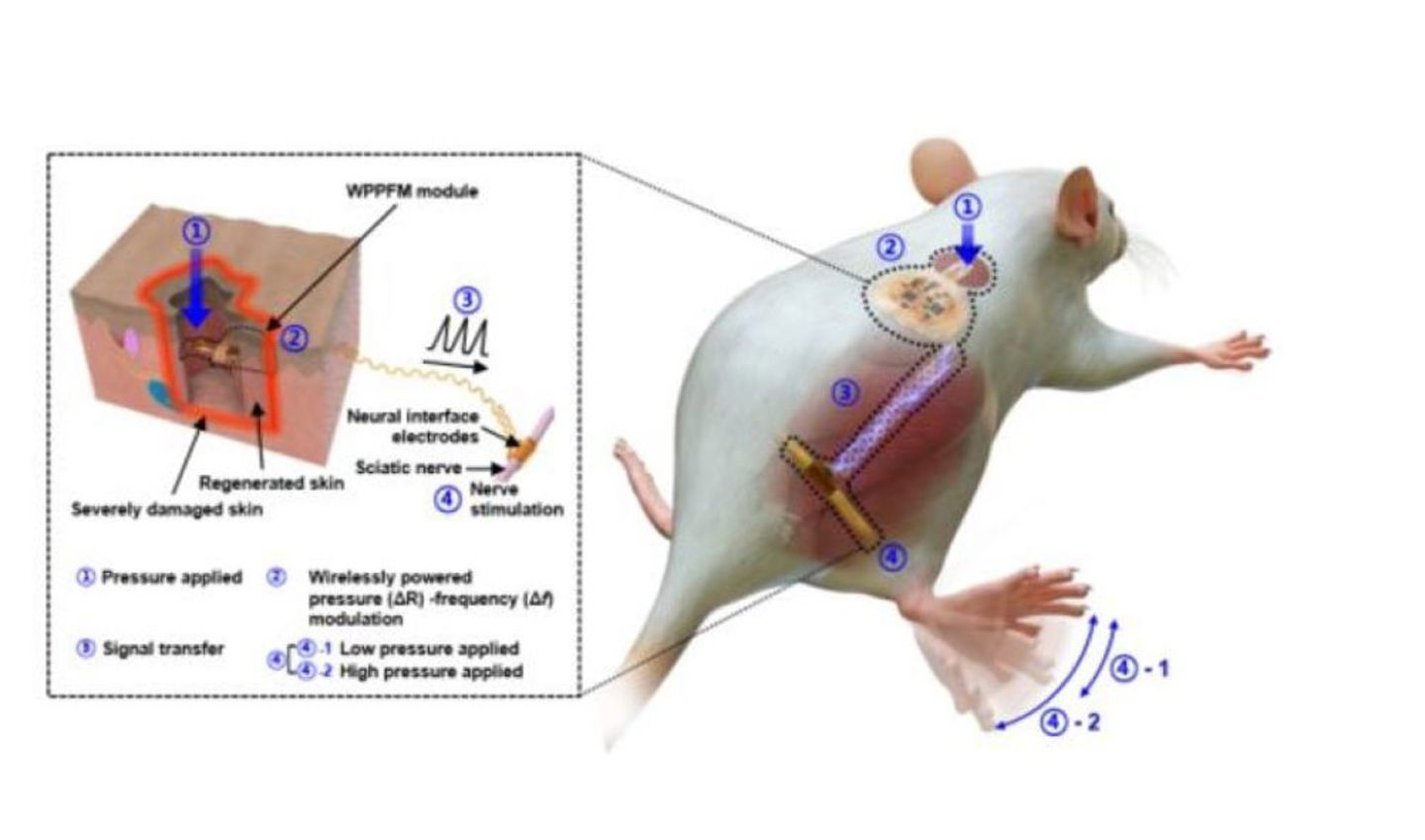 una rata recibiendo estímulos externos a través de piel implantada