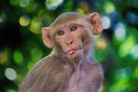 Los macacos se volvieron más solidarios tras un devastador huracán. Gracias a ello sobrevivieron