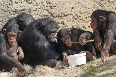 Lo que hacen estos chimpancés con briznas de hierba dice mucho sobre nosotros Lo que hacen estos chimpancés con briznas de hierba dice mucho sobre nosotros