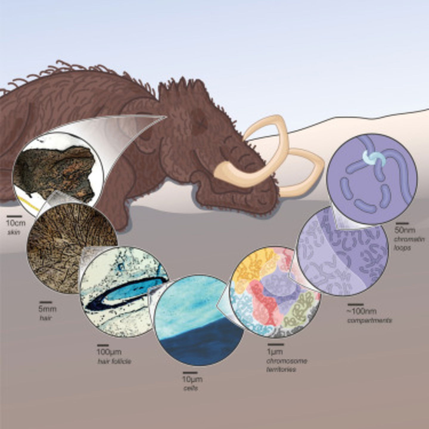 Los excepcionales restos de un mamut lanudo muerto hace 52.000 años nos acercan a revivir la especie