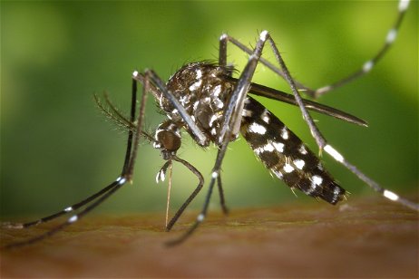 ¿Por qué a algunas personas les pican más los mosquitos? La ciencia tiene la respuesta