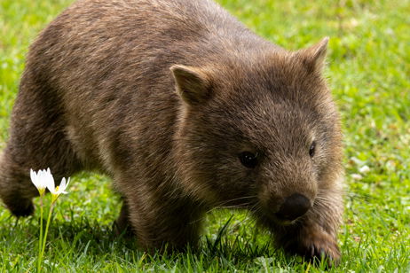 El misterio sobre por qué los wombats expulsan sus heces con forma de cubo. La respuesta tiene la clave para tecnología del futuro
