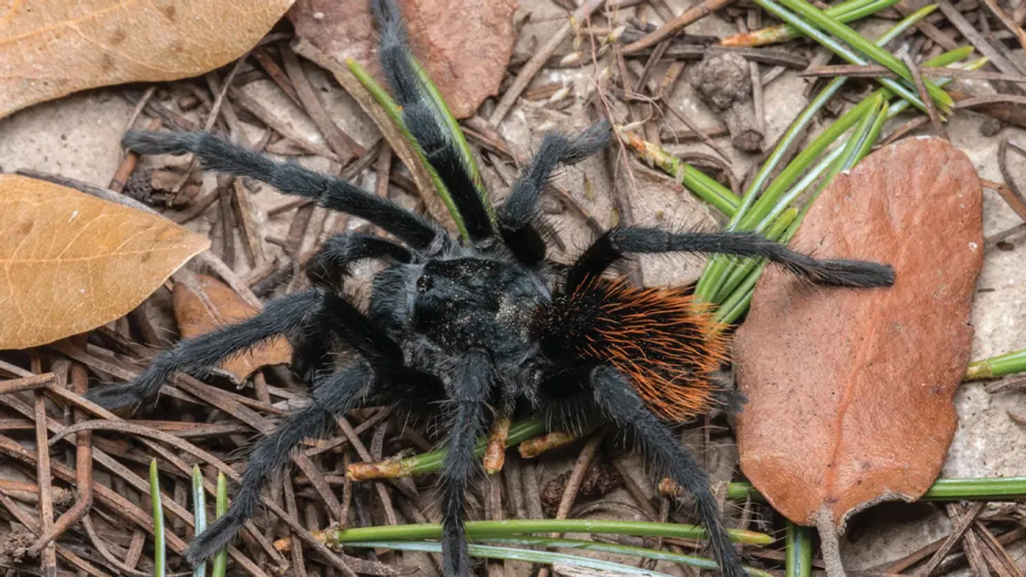 Han descubierto una nueva e increíble tarántula prácticamente única, pero ya está en peligro de extinción