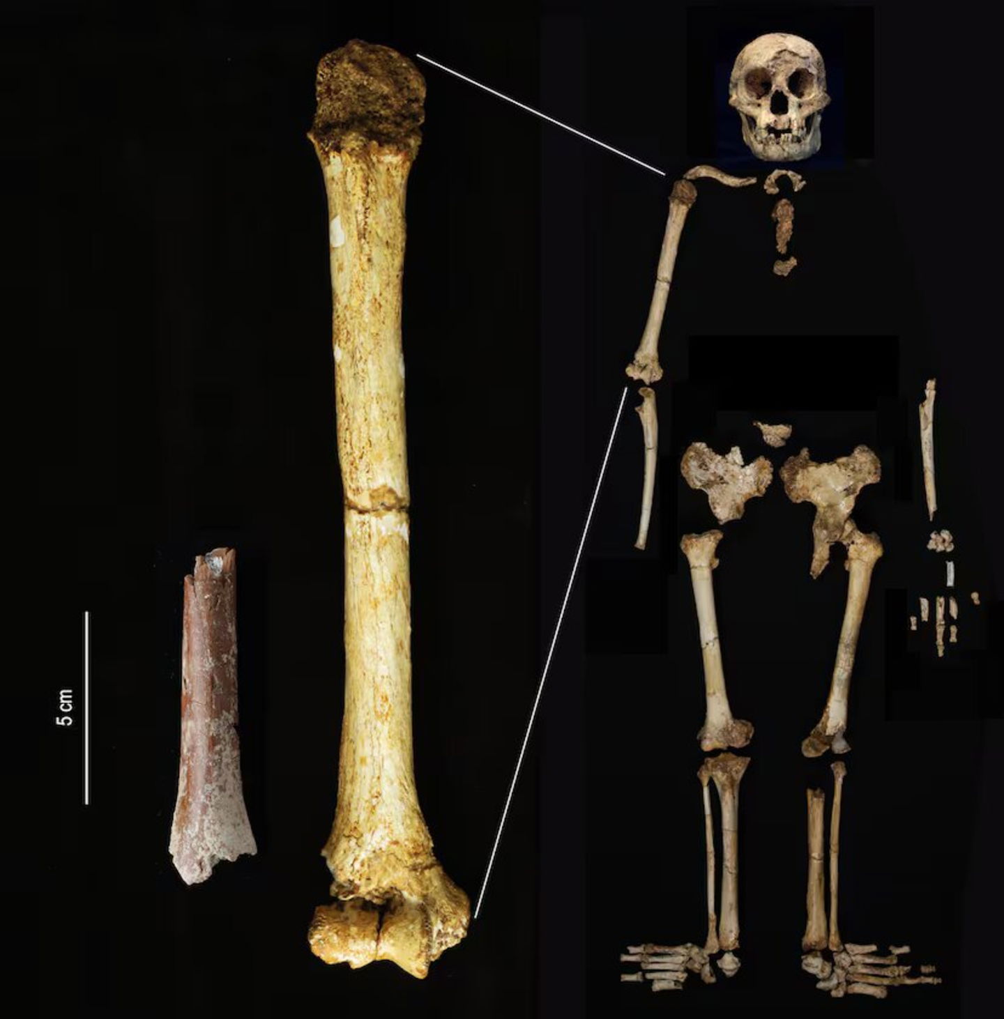 Los "hobbits" existieron y fueron contemporáneos a los humanos: el homo floresiensis medía un metro