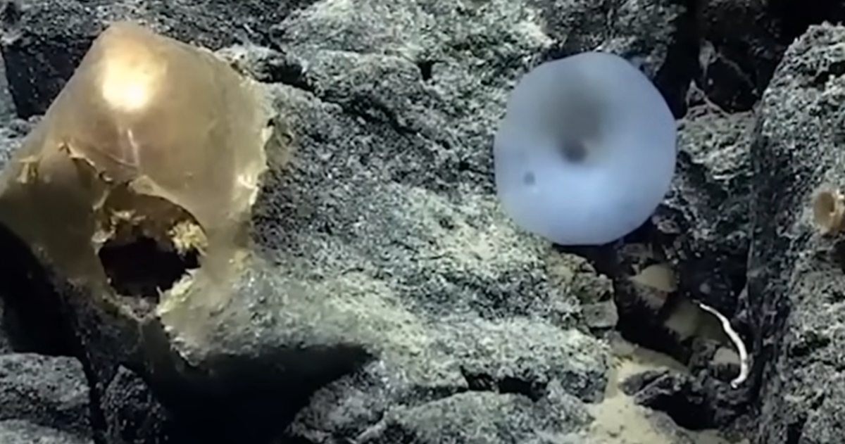 Encontraron un extraño orbe dorado en las profundidades del océano. Su contenido puso en jaque a la ciencia