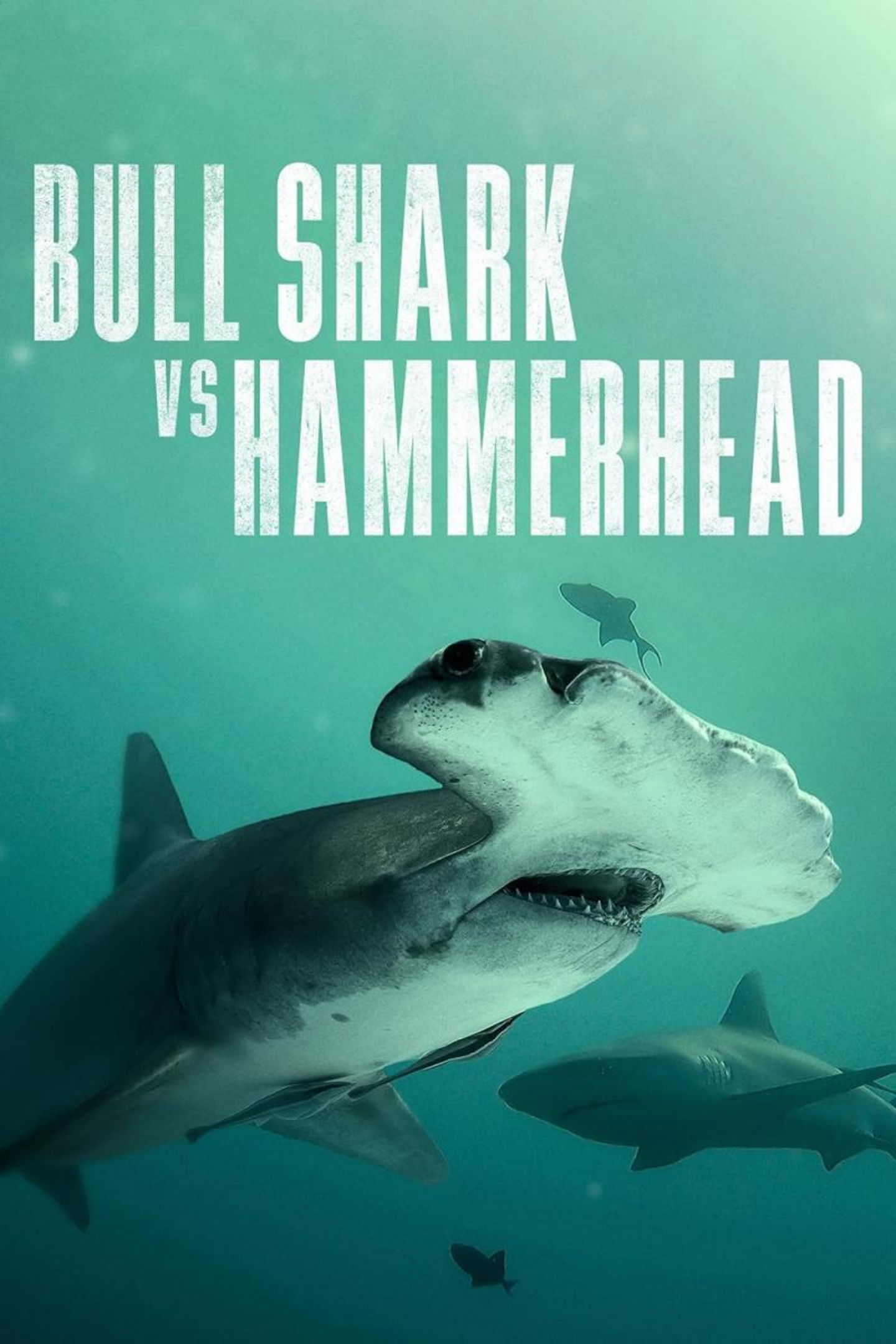 Póster oficial del documental 'Bull Shark vs Hammerhead', de National Geographic