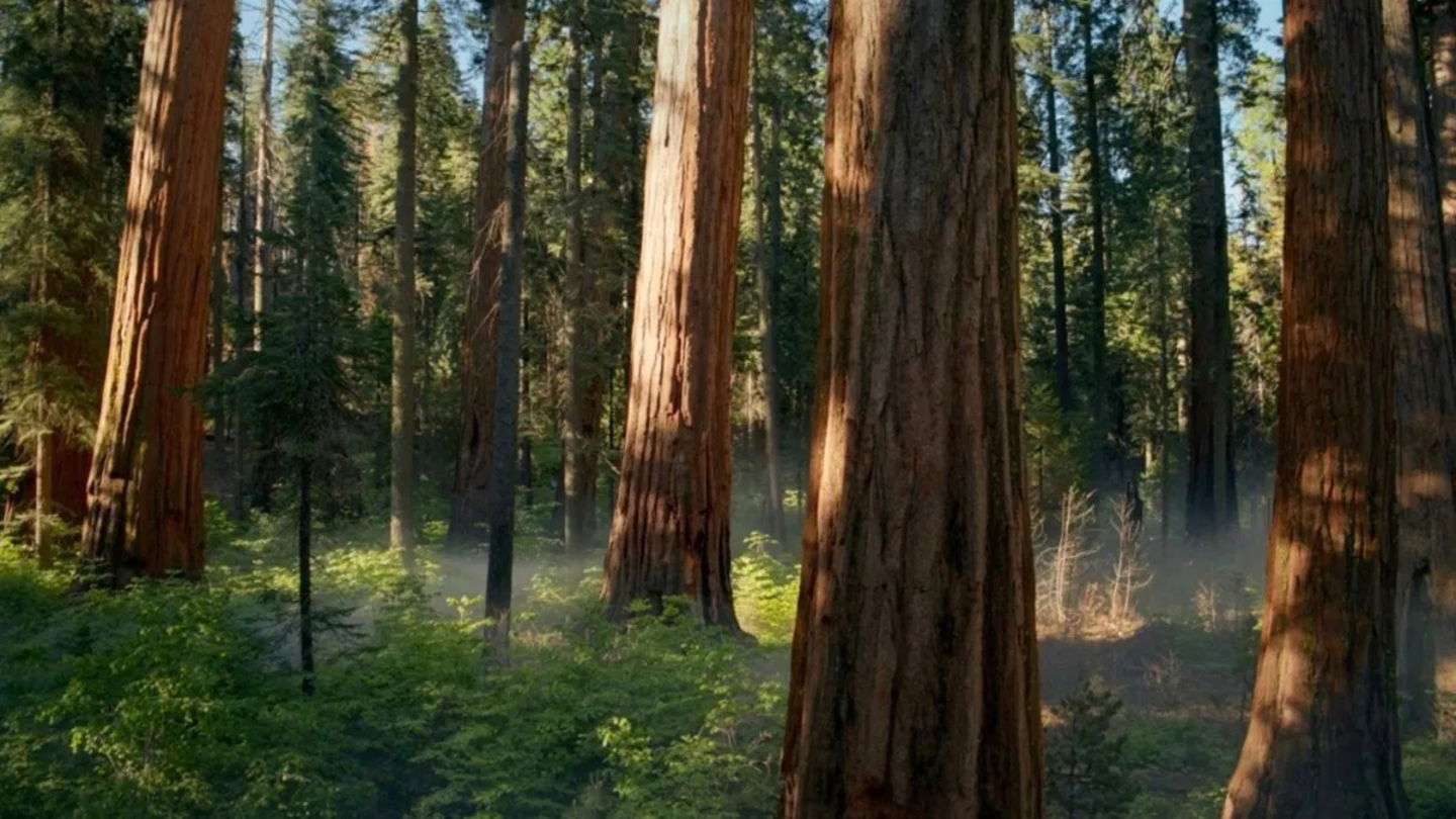 Nuevo fondo de pantalla de macOS Sequoia