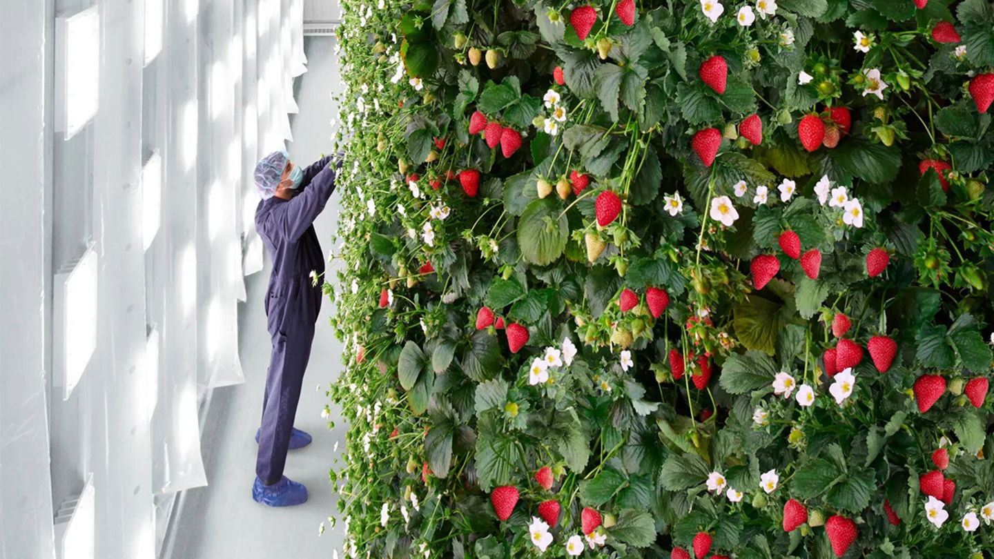 Crean una granja imposible: es vertical y puede generar hasta dos millones de kilos de frutas