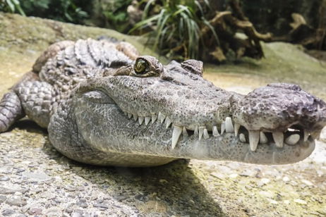 Esta gran bestia de 750 kilos se llama Henry y es el cocodrilo más viejo del mundo. Pero está hecho un joven