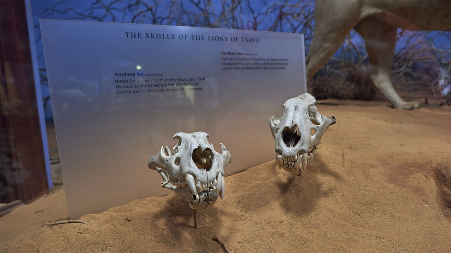 Encontraron ADN de humanos en los dientes de un león. Esto contaba la historia de una verdadera tragedia