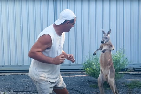 Frank Cuesta ya tiene rival en su propia 'Velada del Año': el canguro de su santuario se enfrenta a él en este gracioso vídeo