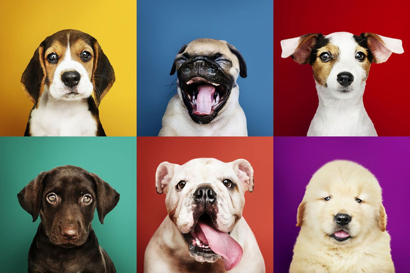 Hashtags de mascotas que son tendencia en Instagram