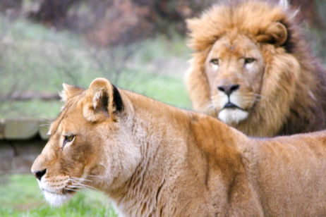 Este es el depredador más temido de África y no, no es el león. No hay animal más temible en la Tierra que nosotros