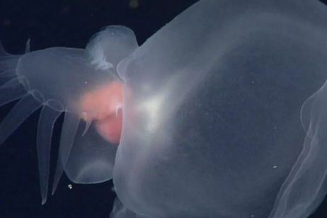 Nunca habíamos visto a esta criatura fantasma que vive en las profundidades del océano. Ahora ha aparecido por primera vez