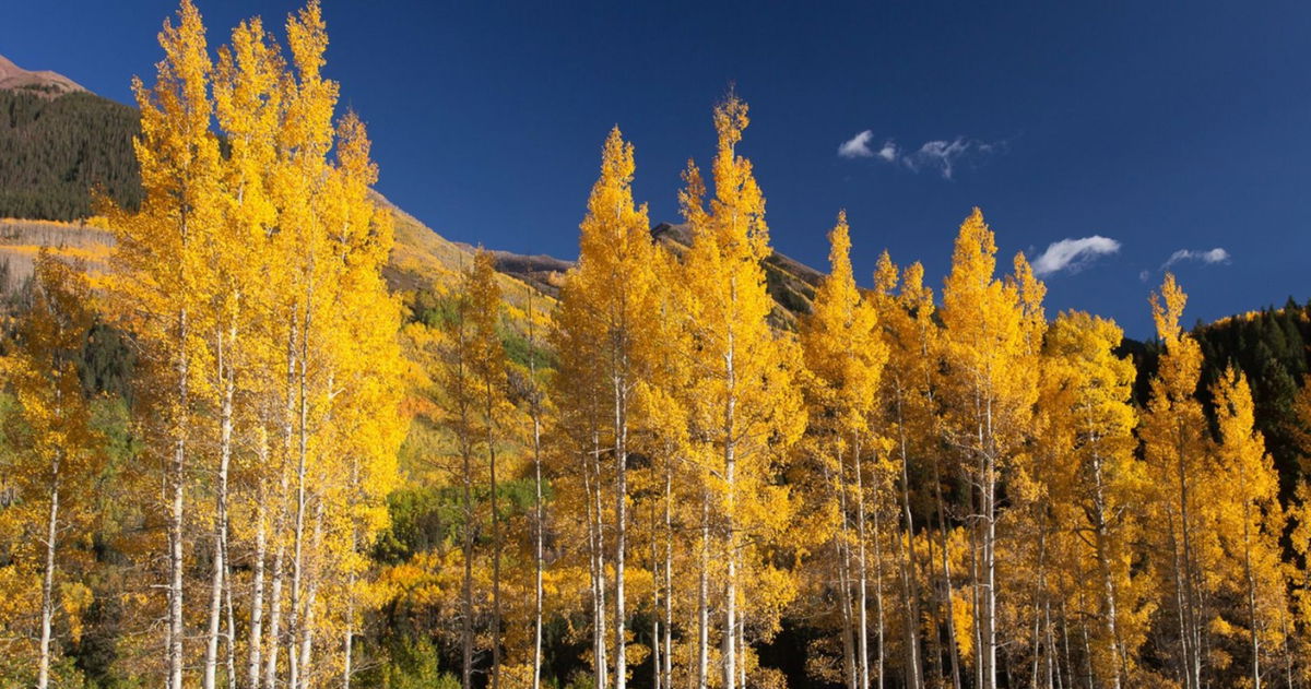 El árbol más grande del planeta también tiene una sorprendente cualidad: es el más viejo