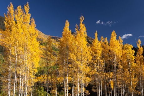 El árbol más grande del planeta también tiene una sorprendente cualidad: es el más viejo