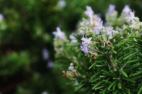 Un estudio asegura que las plantas 'gritan' cuando las cortamos. Simplemente no las oímos