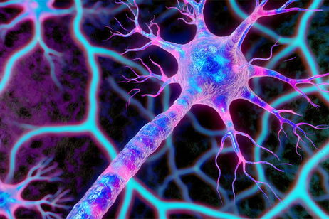 Hasta ahora ha sido un misterio, pero ahora sabemos cómo las neuronas controlan el cerebro