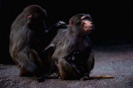 Los animales de los zoos actúan muy raro cuando se marchan los humanos. No es como en la película 'Madagascar' pero casi