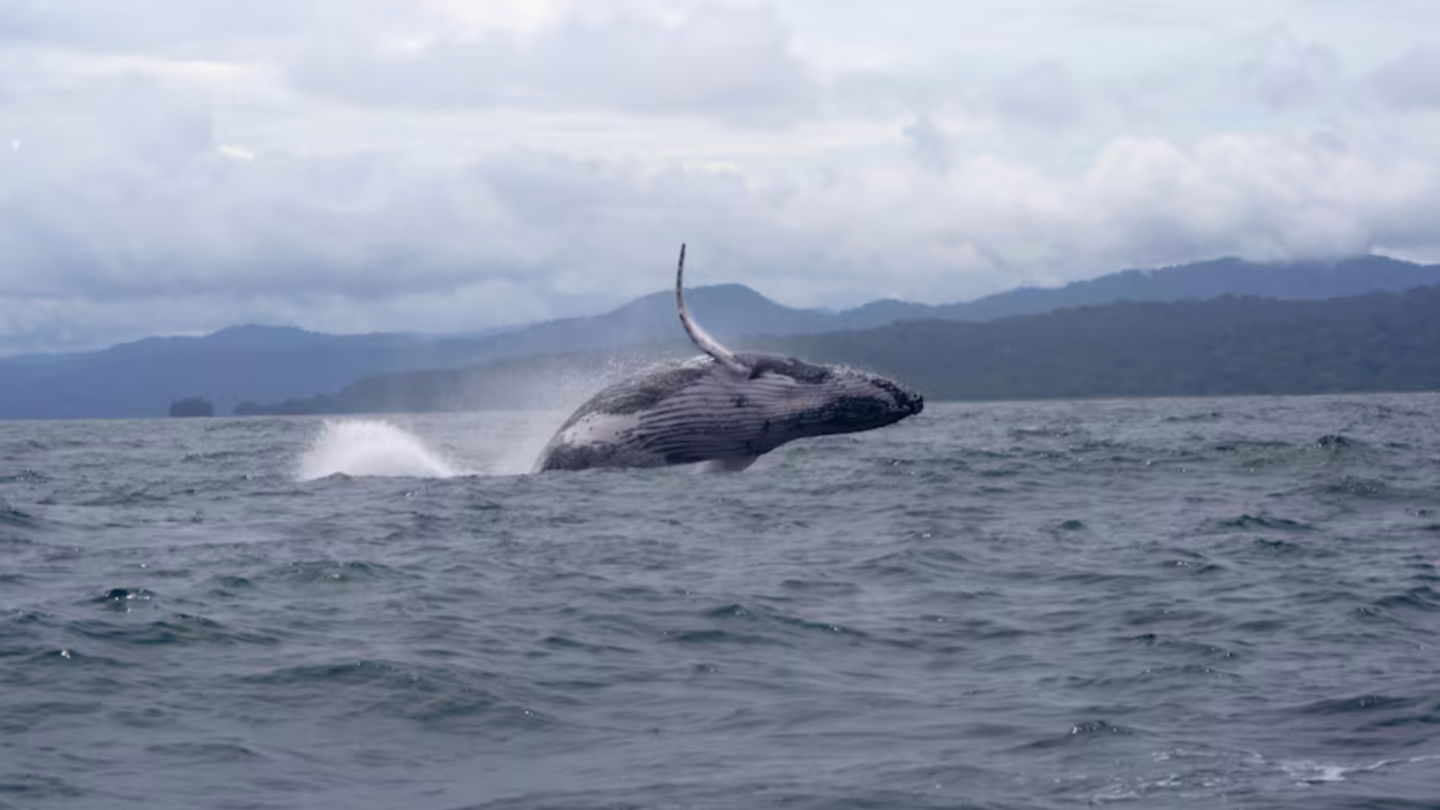 Una ballena bate el récord de migración de su especie solo para aparearse. Recorrió un tercio del planeta