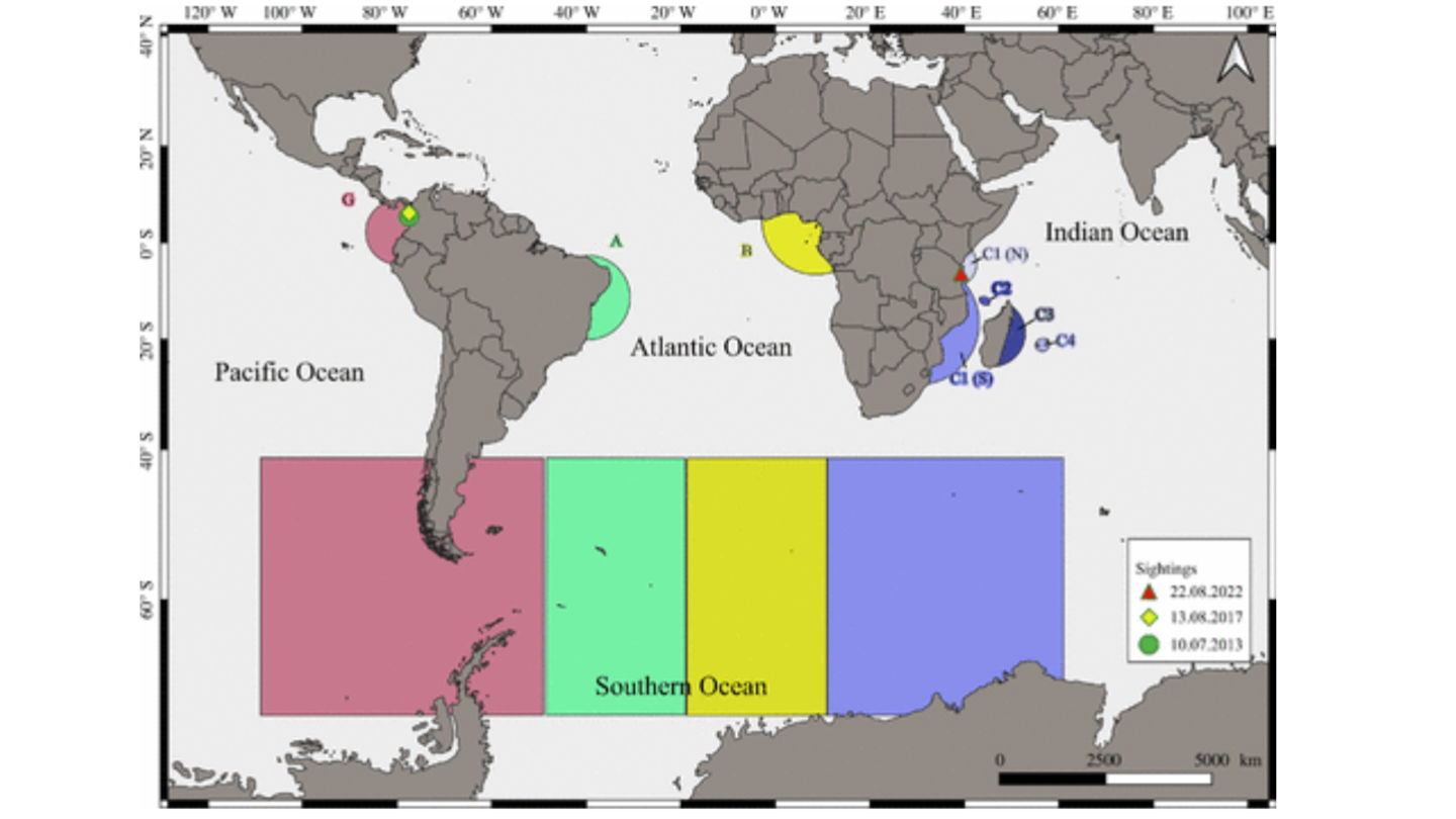 Una ballena bate el récord de migración de su especie solo para aparearse. Recorrió un tercio del planeta