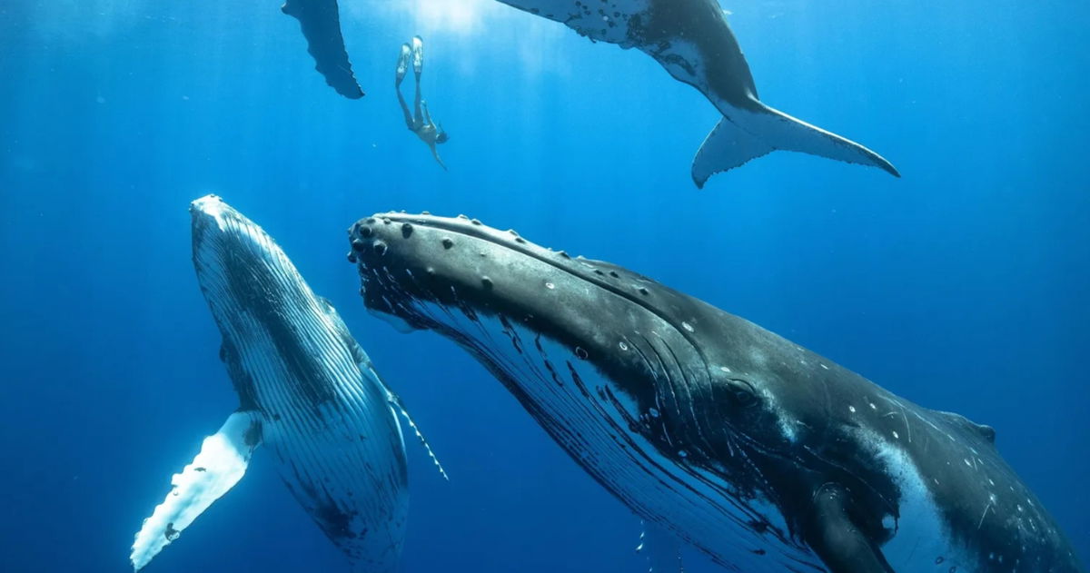 Una ballena bate el récord de migración de su especie solo para aparearse. Recorrió un tercio del planeta