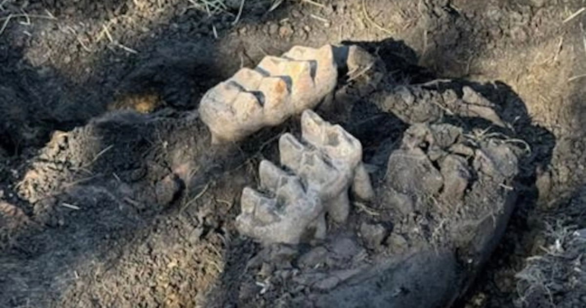 Podía pensar que era una piedra, pero realmente era la mandíbula de una bestia gigantesca en el patio de su casa