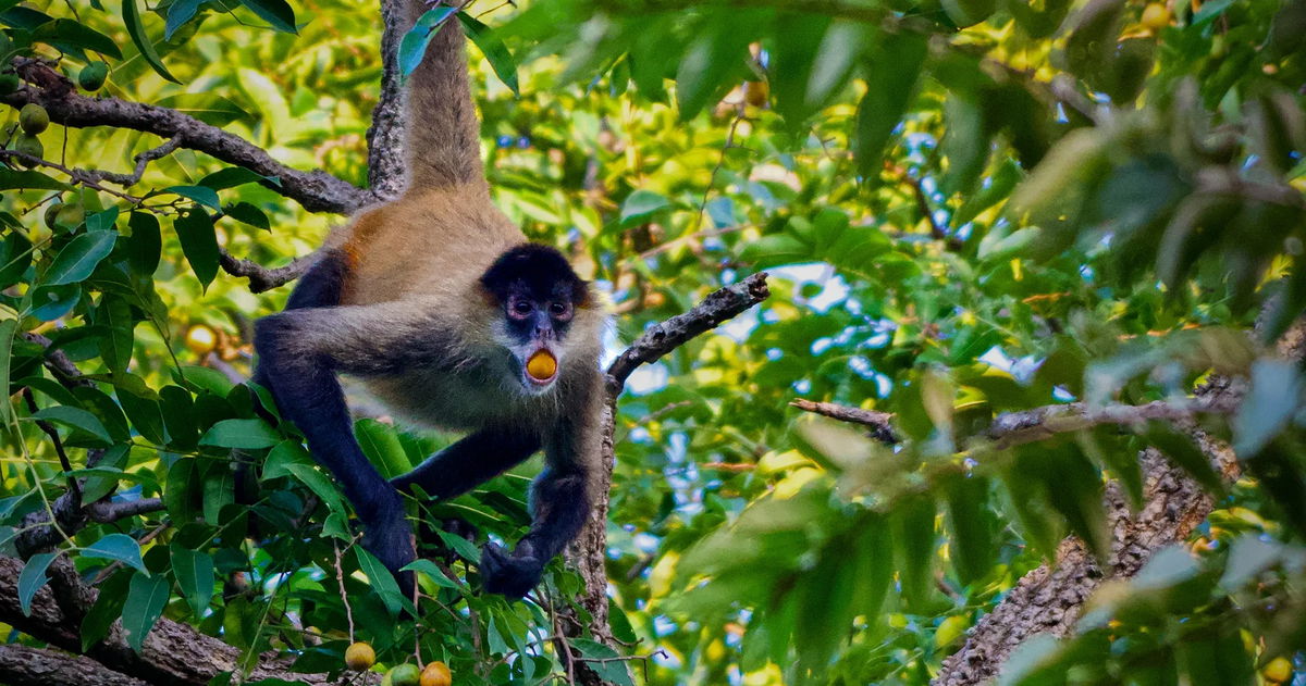 No es algo solo de los humanos, los animales también consumen mucho alcohol