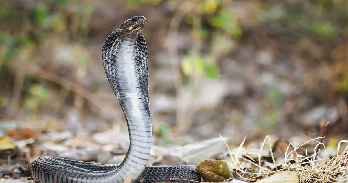 La IA consigue algo sorprendente: curar el veneno de una serpiente MUY tóxica