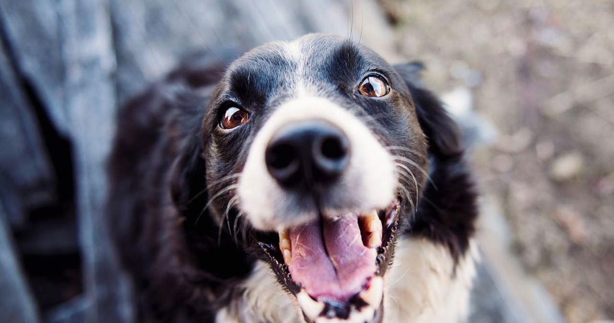 Este es el motivo por el que los animales no necesitan cepillarse los dientes