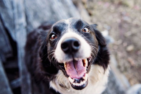 Este es el motivo por el que los animales no necesitan cepillarse los dientes