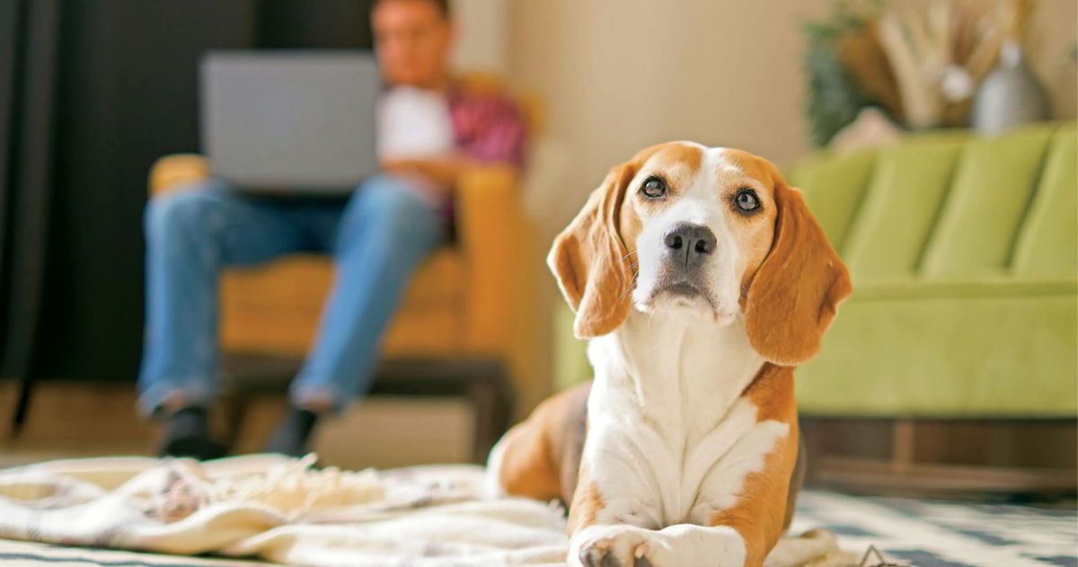 Los científicos acaban de encontrar la manera perfecta para que tu perro te preste atención, pero quizás ya la conozcas