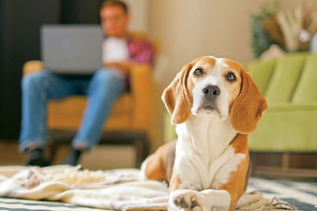 Los científicos acaban de encontrar la manera perfecta para que tu perro te preste atención, pero quizás ya la conozcas