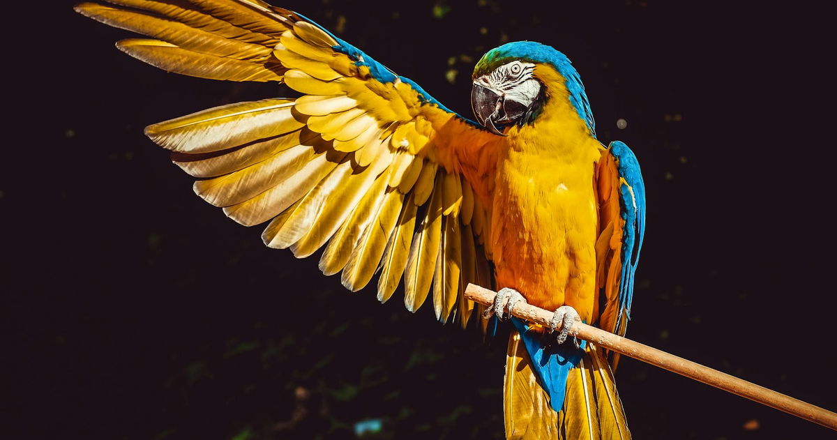 Hablamos como loros, y nuestro cerebro no sería muy diferente al de ellos