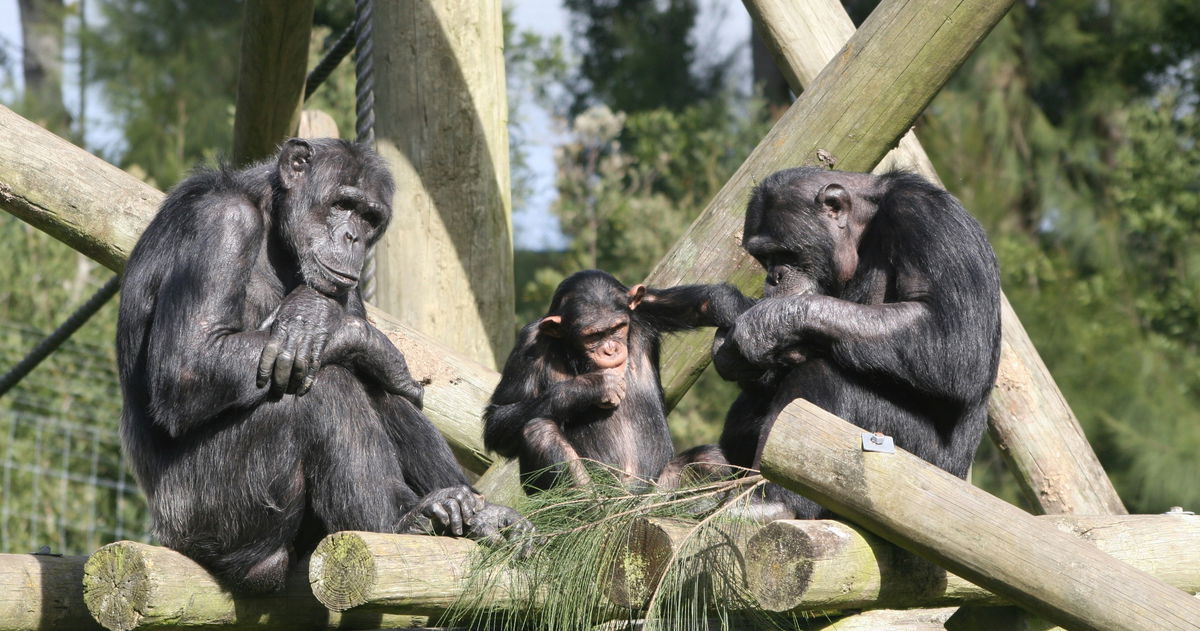 Han cazado a unos chimpancés haciendo algo muy humano: compartir alcohol