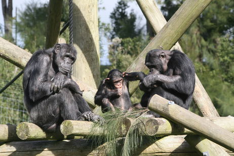 Han cazado a unos chimpancés haciendo algo muy humano: compartir alcohol