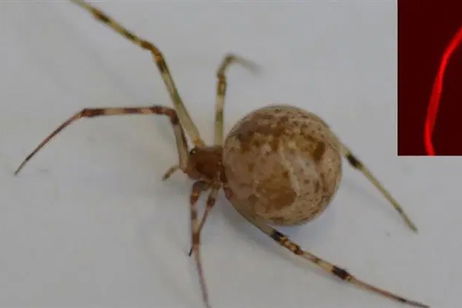 Han editado los genes de una araña: ahora su tela es fosforescente Han editado los genes de una araña: ahora su tela es fosforescente