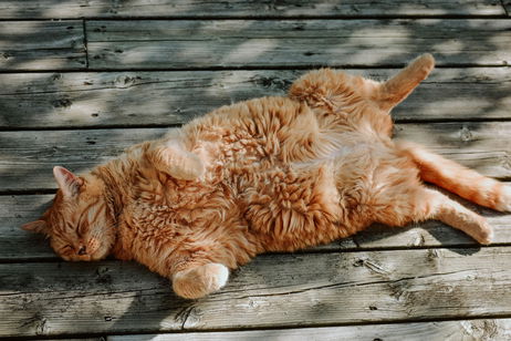 Los gatos naranjas son únicos. Ahora, además, sabemos por qué Los gatos naranjas son únicos. Ahora, además, sabemos por qué