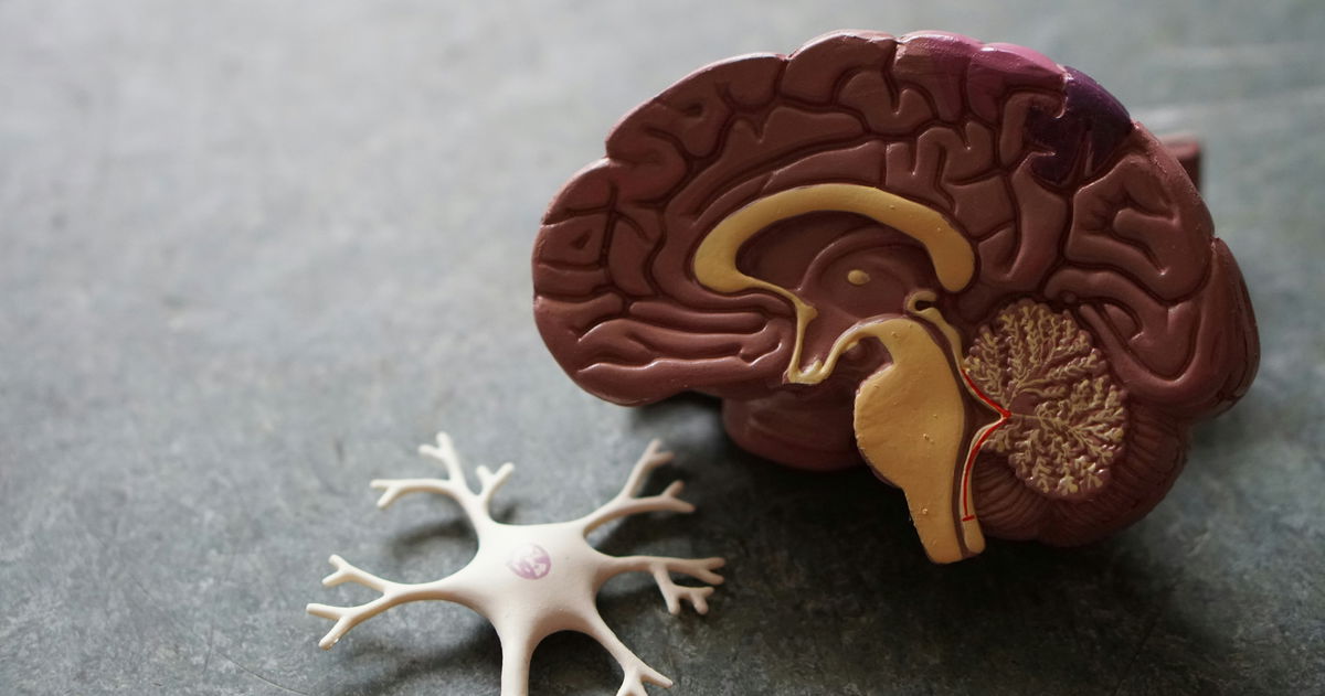 Las conmociones cerebrales tienen solución, y la clave está en un hongo
