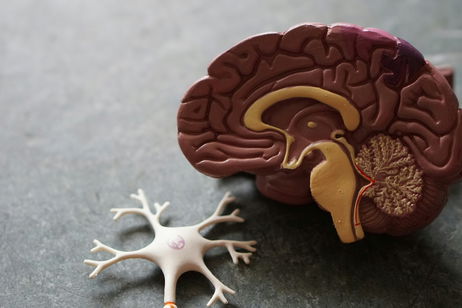 Las conmociones cerebrales tienen solución, y la clave está en un hongo