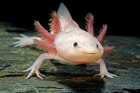 Este precioso animal tiene la clave para que los humanos recuperen sus miembros perdidos